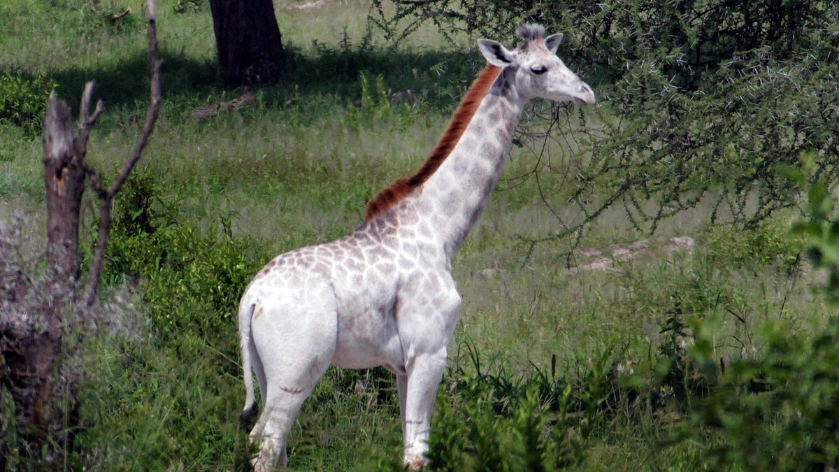 WhiteGiraffeOmo