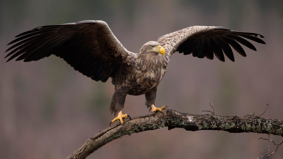 Whitetailedeagle