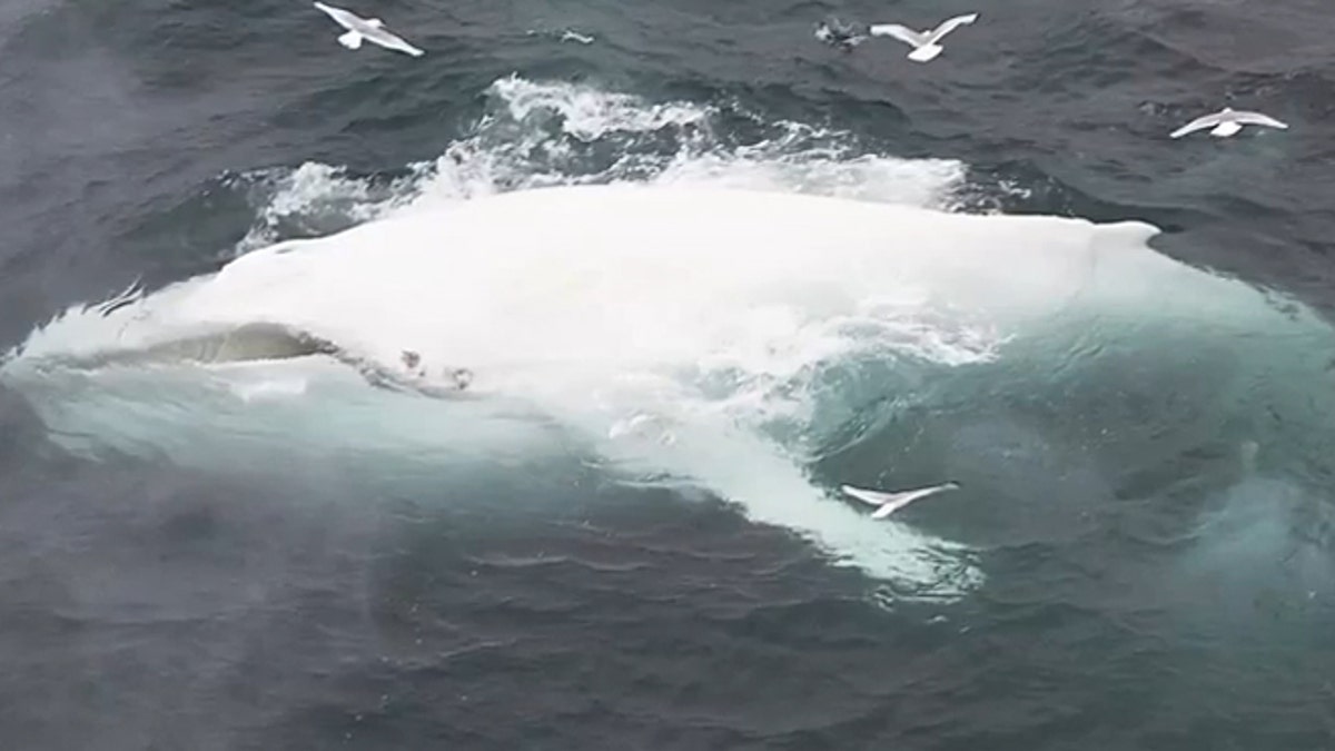 Rare white whale spotted with albino calf | Fox News