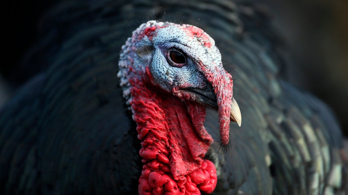 wild turkey