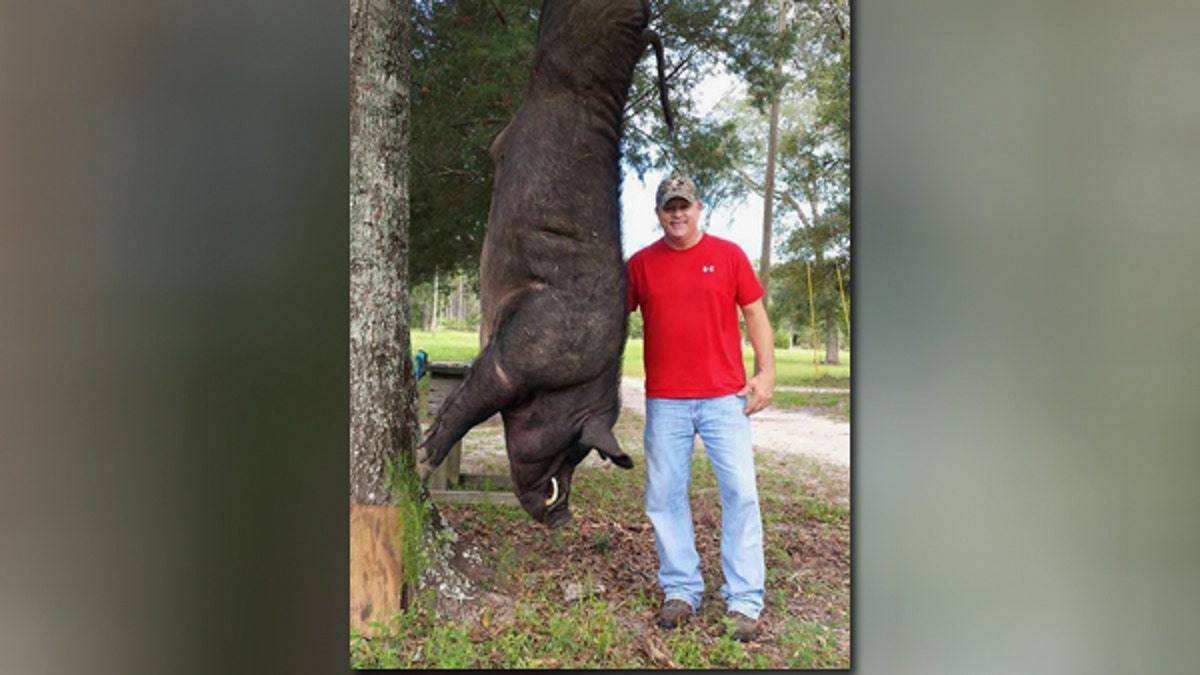 Alabama hunter shoots down 820-pound wild hog in front yard