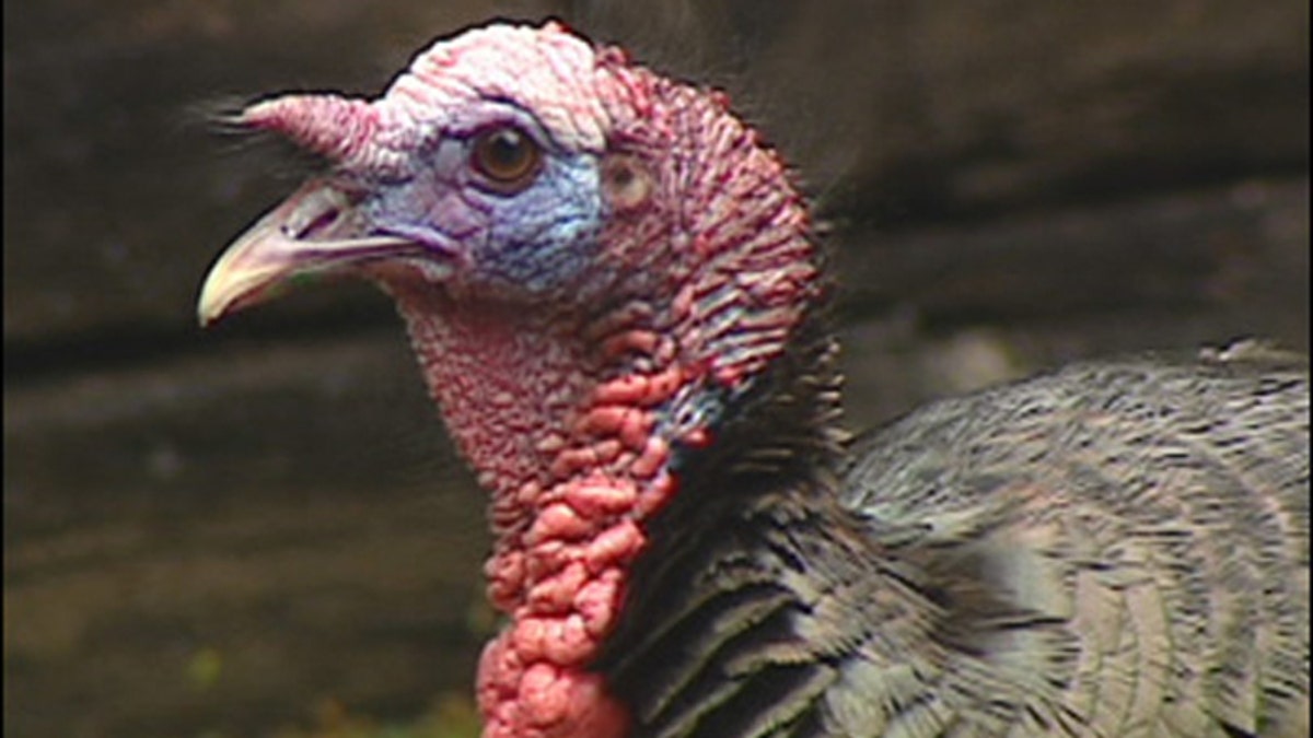 Turkey worker pleads guilty to beating the stuffing out of Butterball birds Fox News