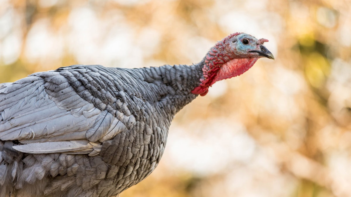 wild turkey istock