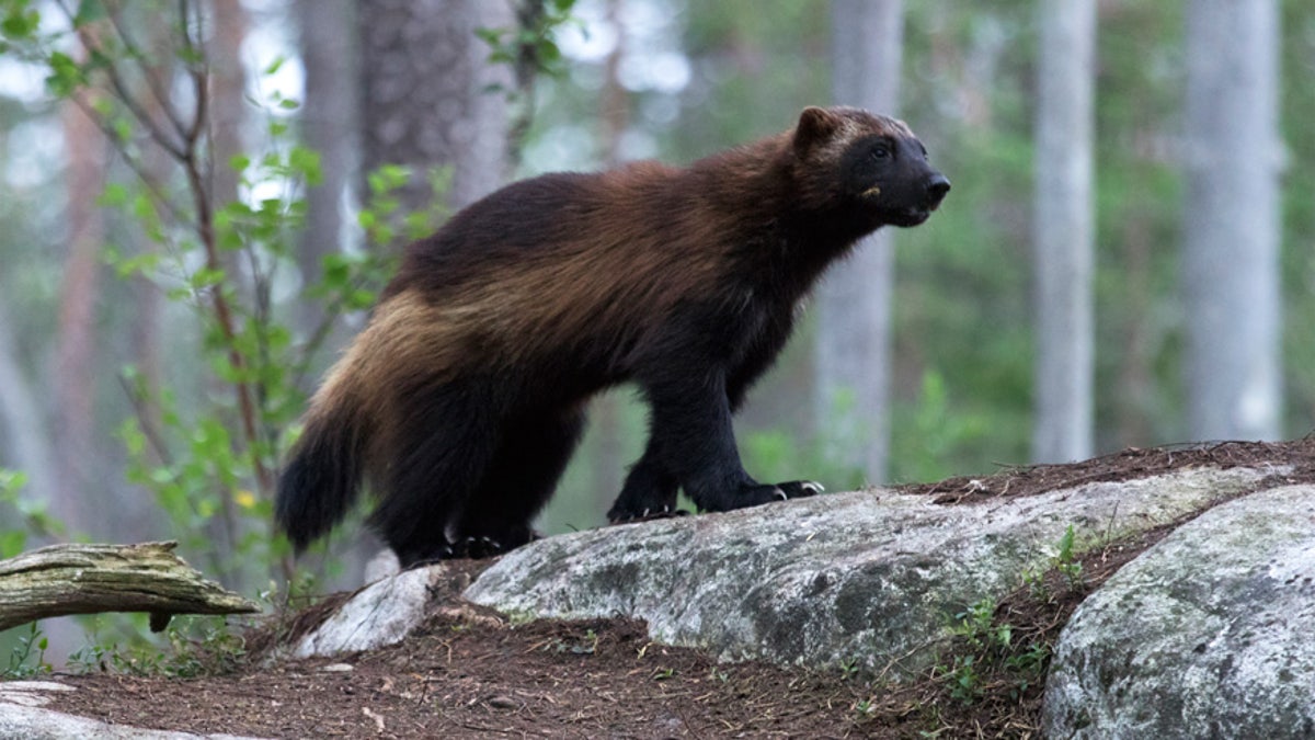 wolverine istock