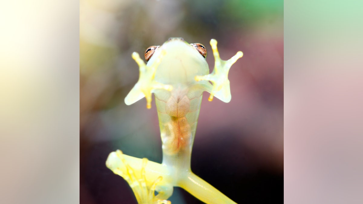 Glass Frog