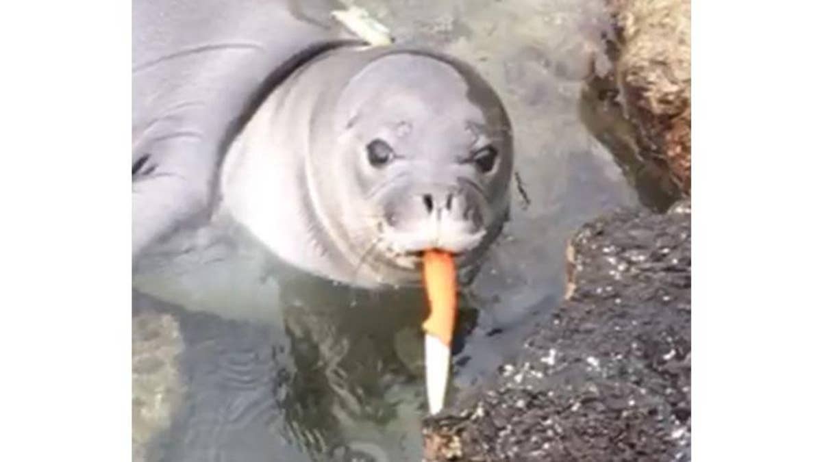 Knife-wielding seal