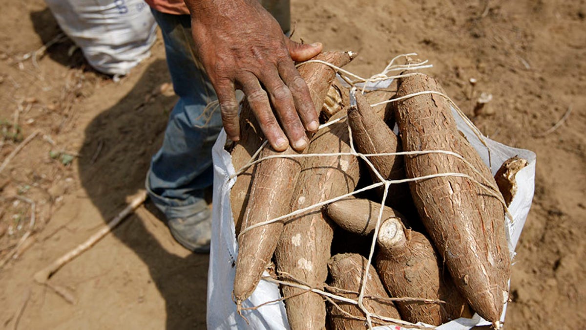 yuca venezuela