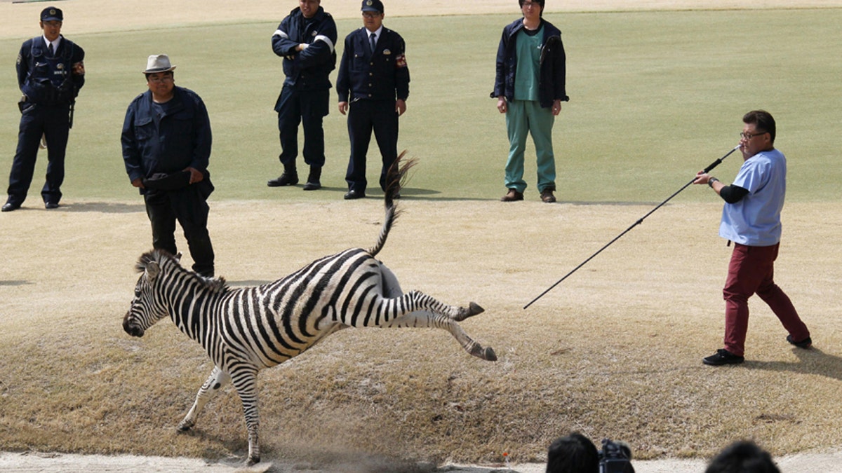 zebra-japan