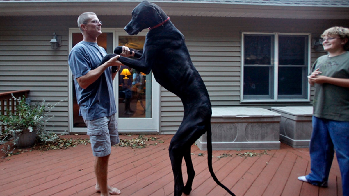 World's Tallest Dog Dies