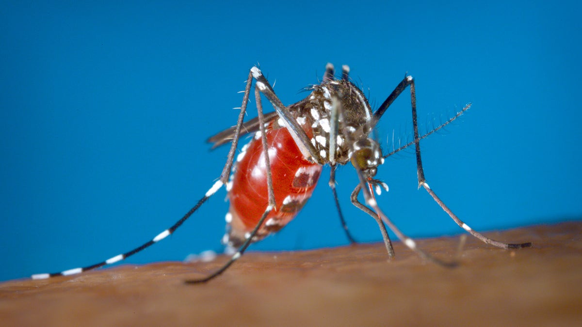 zika virus mosquito AP