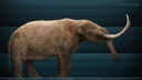 Rare Mastodon tooth discovered by 6-year-old boy in Michigan creek