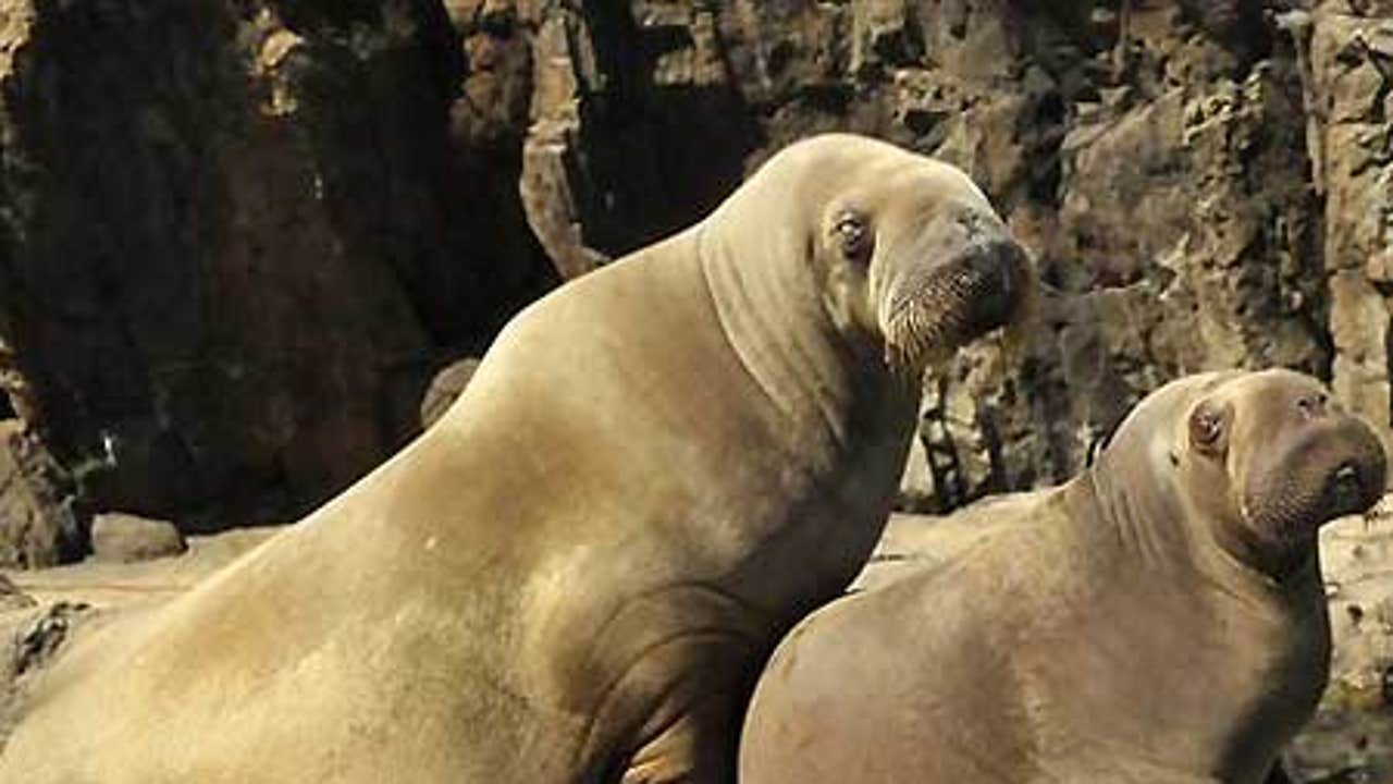 0_21_090309_walrus.jpg?ve=1&tl=1