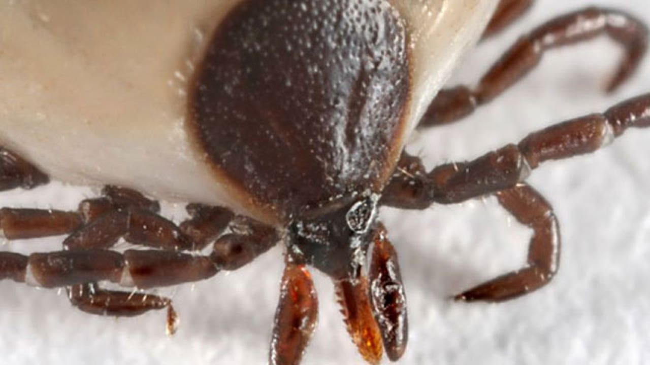 660_deer_tick.jpg?ve=1&tl=1