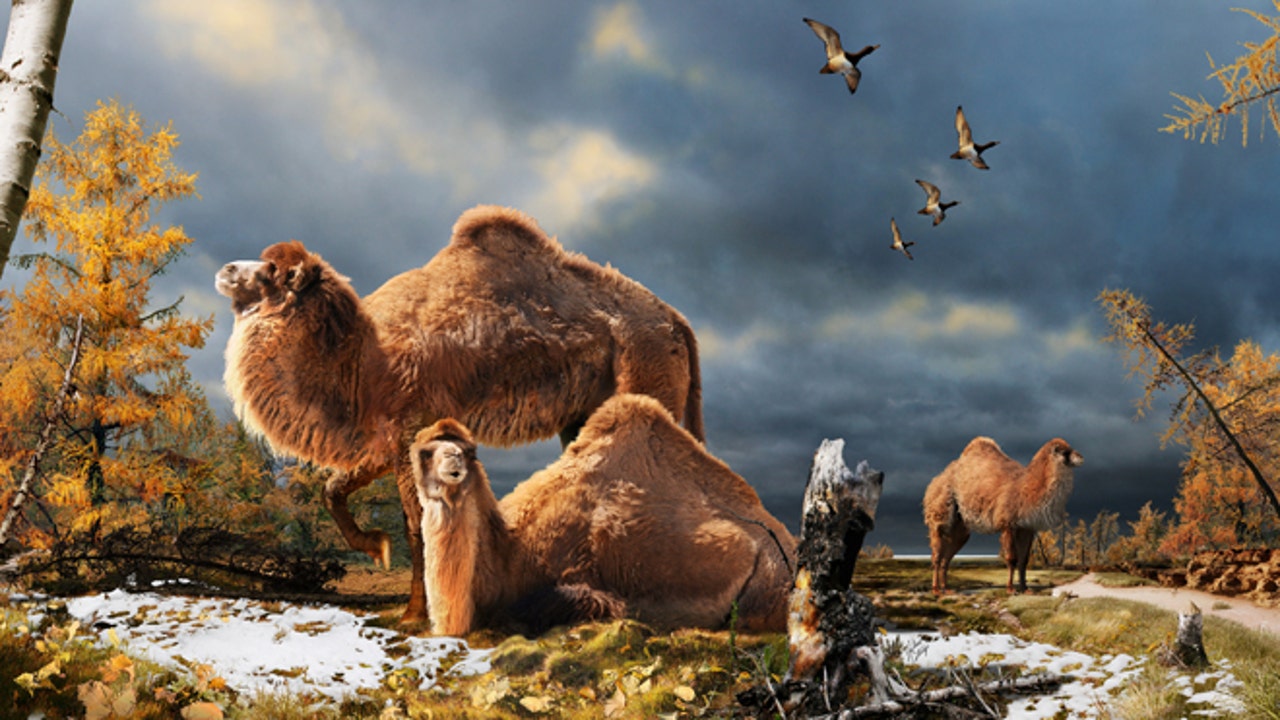 Pliocene-Candian-Camel-1.jpg?