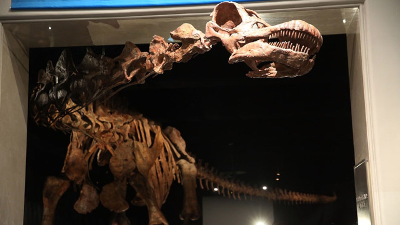 Enormous Argentinian dinosaur unveiled at NYC's American Museum of