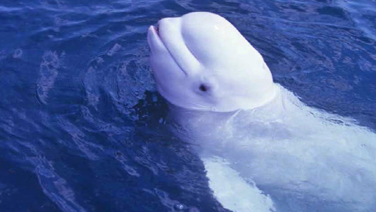 Beluga whale near North Pole plays fetch with rugby fans