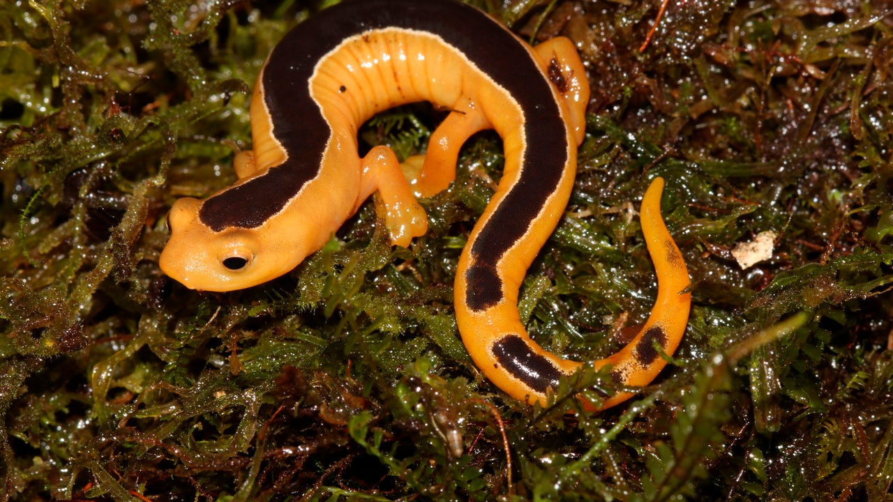 globalwildlife_38864828.jpg?ve