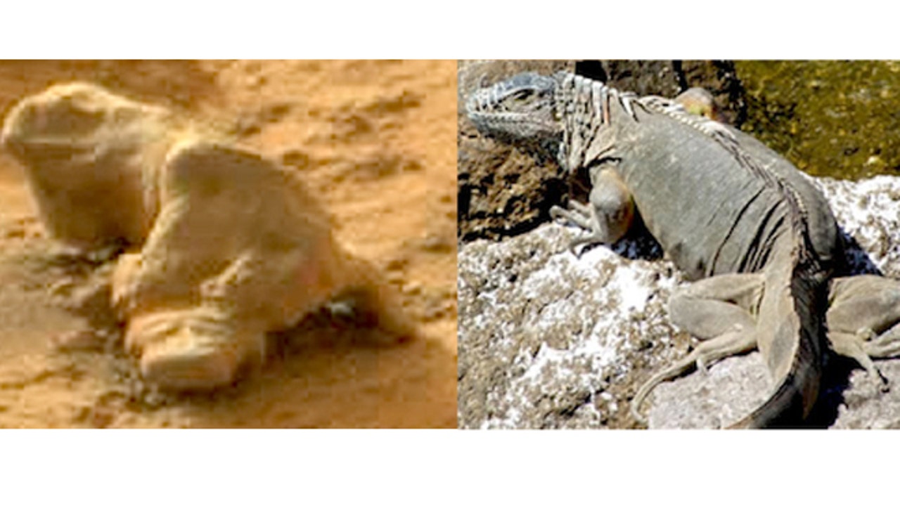 Nasa Curiosity Rover Spots Iguana On Mars Tall White Aliens