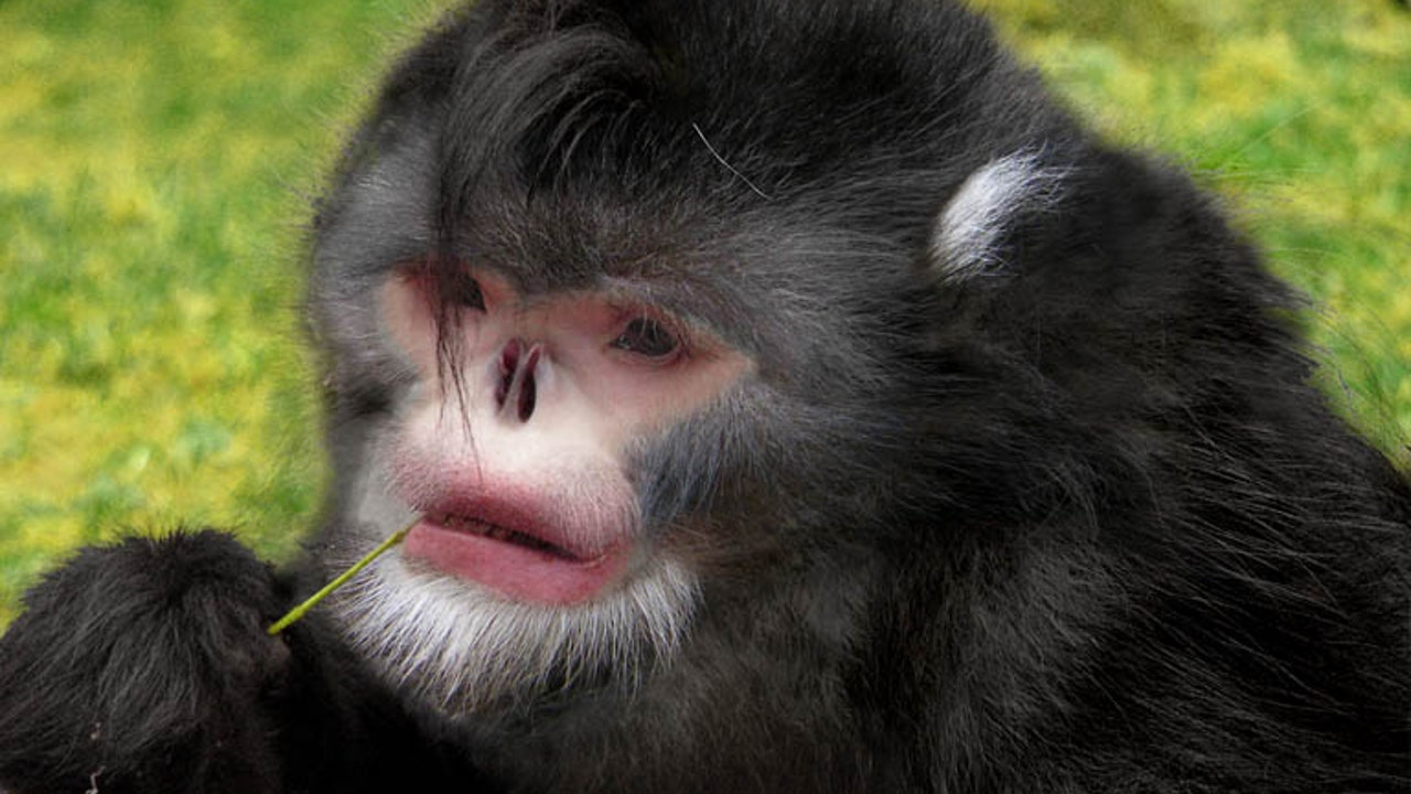 Rare snub-nosed monkey among new species discovered in Eastern