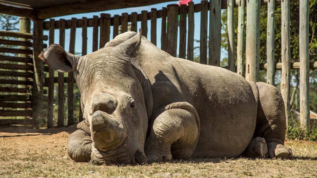 The story behind that viral photo of a lonely rhino | Fox News