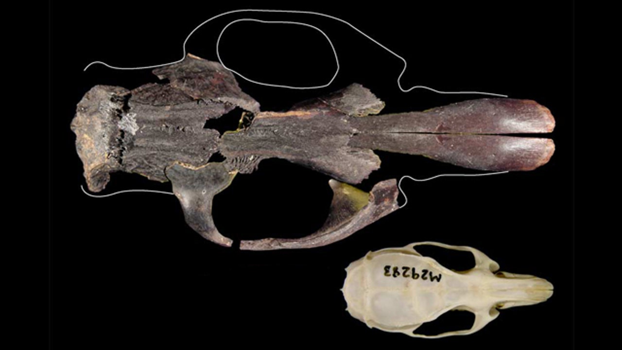 Discovered: The Biggest Rat That Ever Lived | Fox News