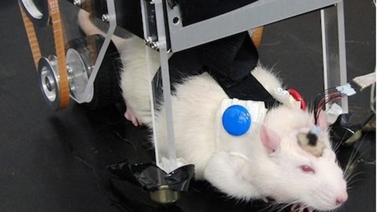 ratcar.jpg?ve=1&tl=1