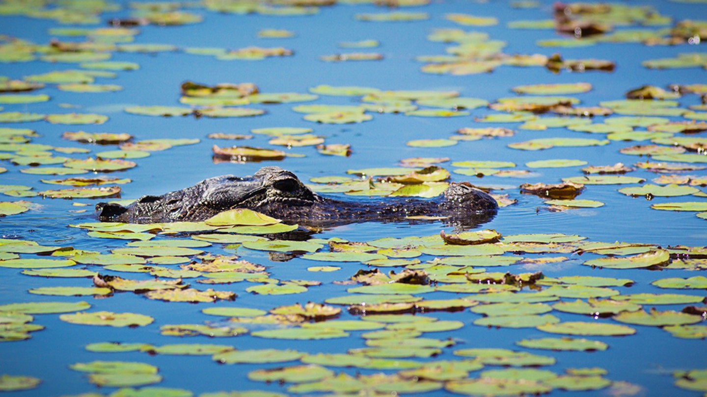 3004cd4b Alligator20iStock
