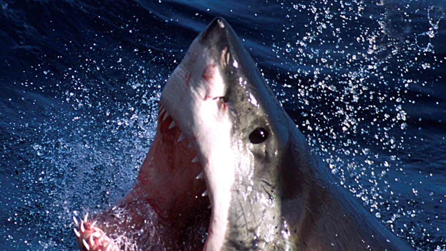 Shark Attacks Off Texas Coast Raise Concerns Amidst Fourth of July Festivities