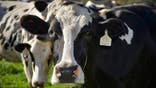 In this photo taken, Friday, Oct. 2, 2015, a cow chews its cud.