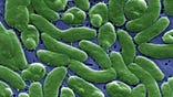 Vibrio vulnificus is a bacterium in the same family as those that cause cholera. It normally lives in warm seawater and is part of a group of vibrios that are called "halophilic" because they require salt.