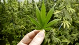 Homegrown indoor pot plants and leaves