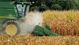 FILE - In this Aug. 30, 2011 file photo, a farmer harvests corn near Farmingdale, Ill. In a trial starting Tuesday, Nov. 3, 2015, jurors in the case between sugar processors and corn manufacturers will take up one of nutritions most vexing debates and confront a choice common among some consumers: sugar or high fructose corn syrup? (AP Photo/Seth Perlman, File)