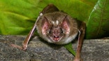 Vampire Bat Of all the vampire animals, the vampire bat is probably the most well known. Bats are very often associated with vampire lore, though out of about 1,000 species of bats, only three suck blood. Two of these three prey mostly on birds, but the common vampire bat expands its prey to livestock and even humans. Though the bite is not dangerous, the bat may be a carrier of rabies, which can pose a serious health problem -- even death.
