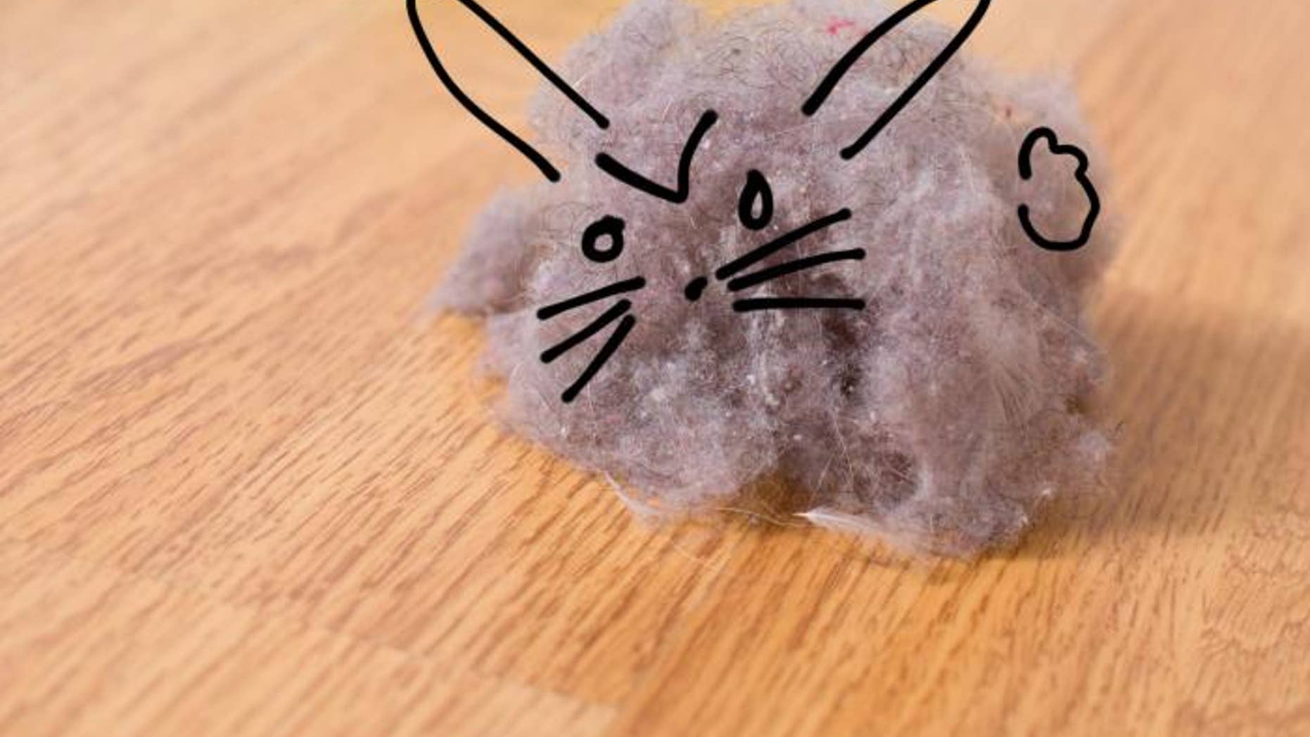 dustbunnyeditorial2.jpg?ve=1&tl=1