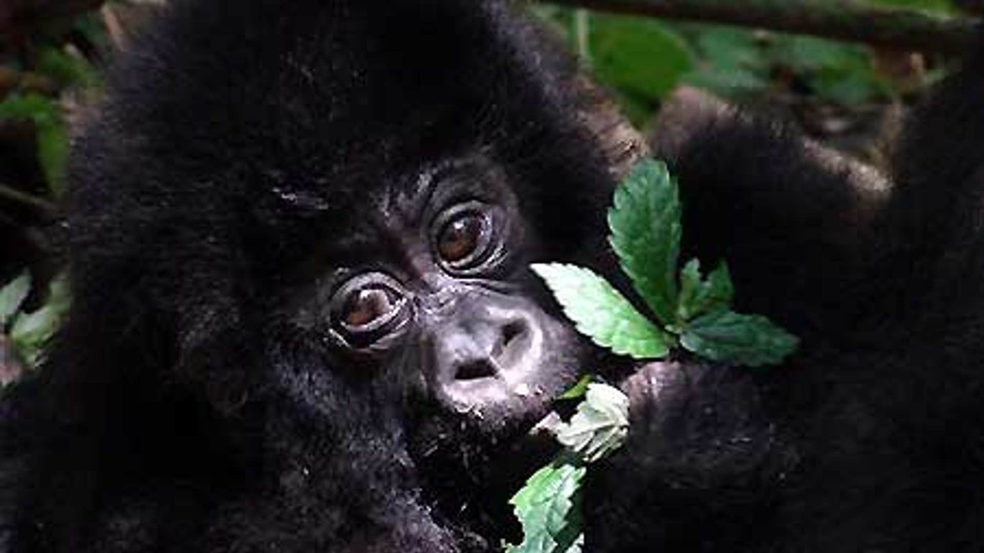 Congo Gorilla Baby Boom