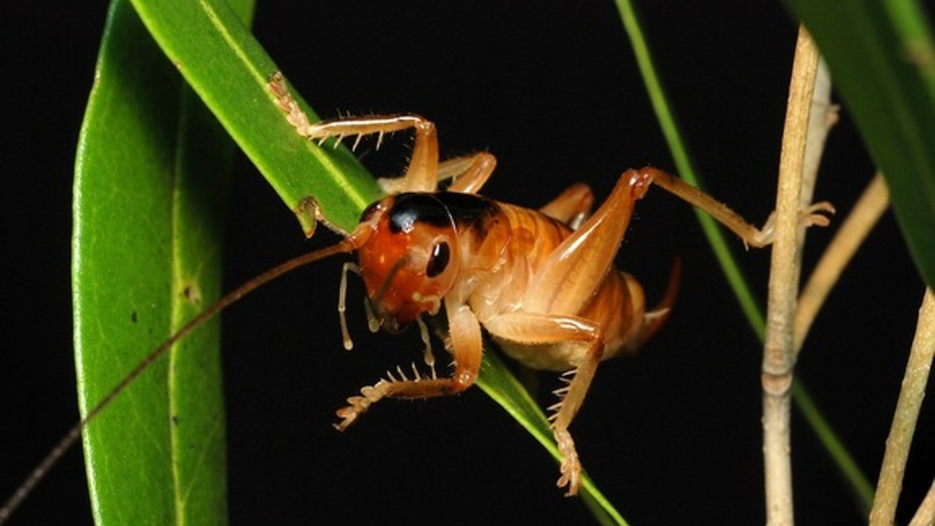 Pollinating Cricket