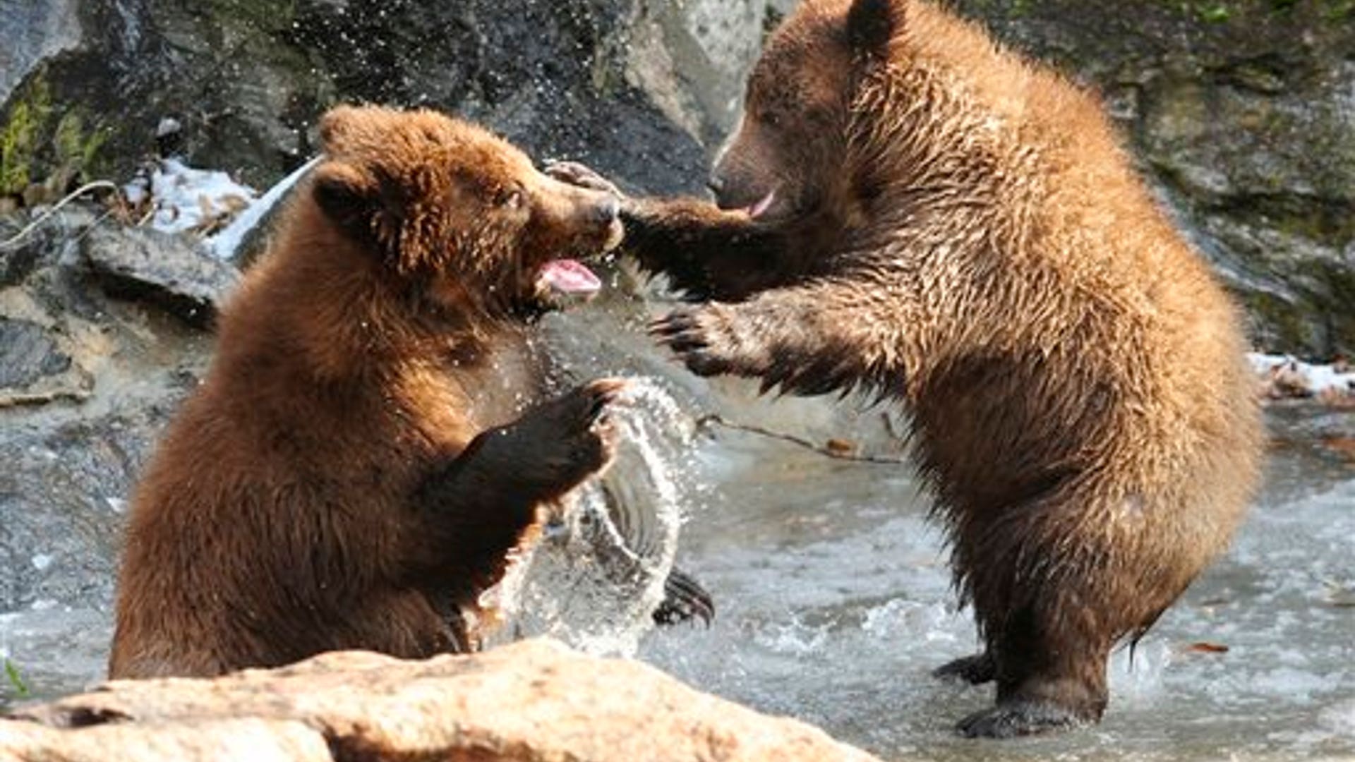 Baby Bear Boxing
