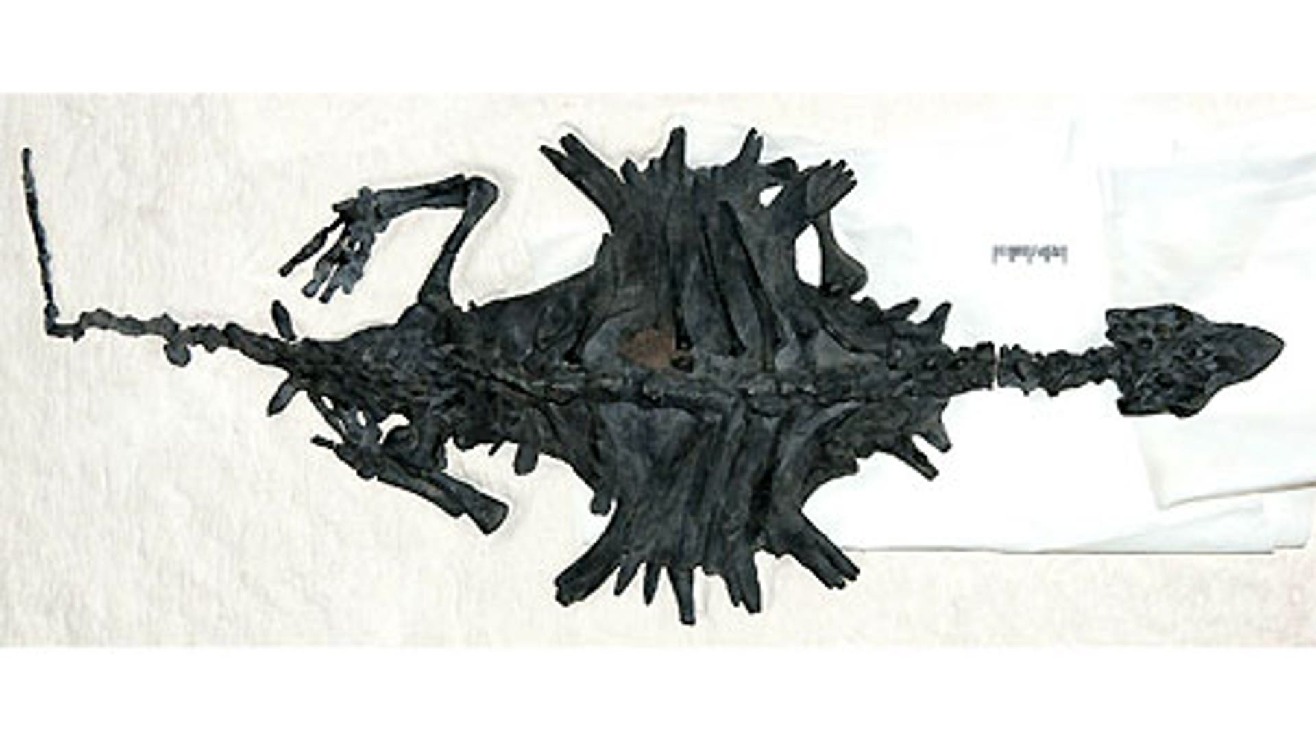 Turtle's Ancient Ancestor