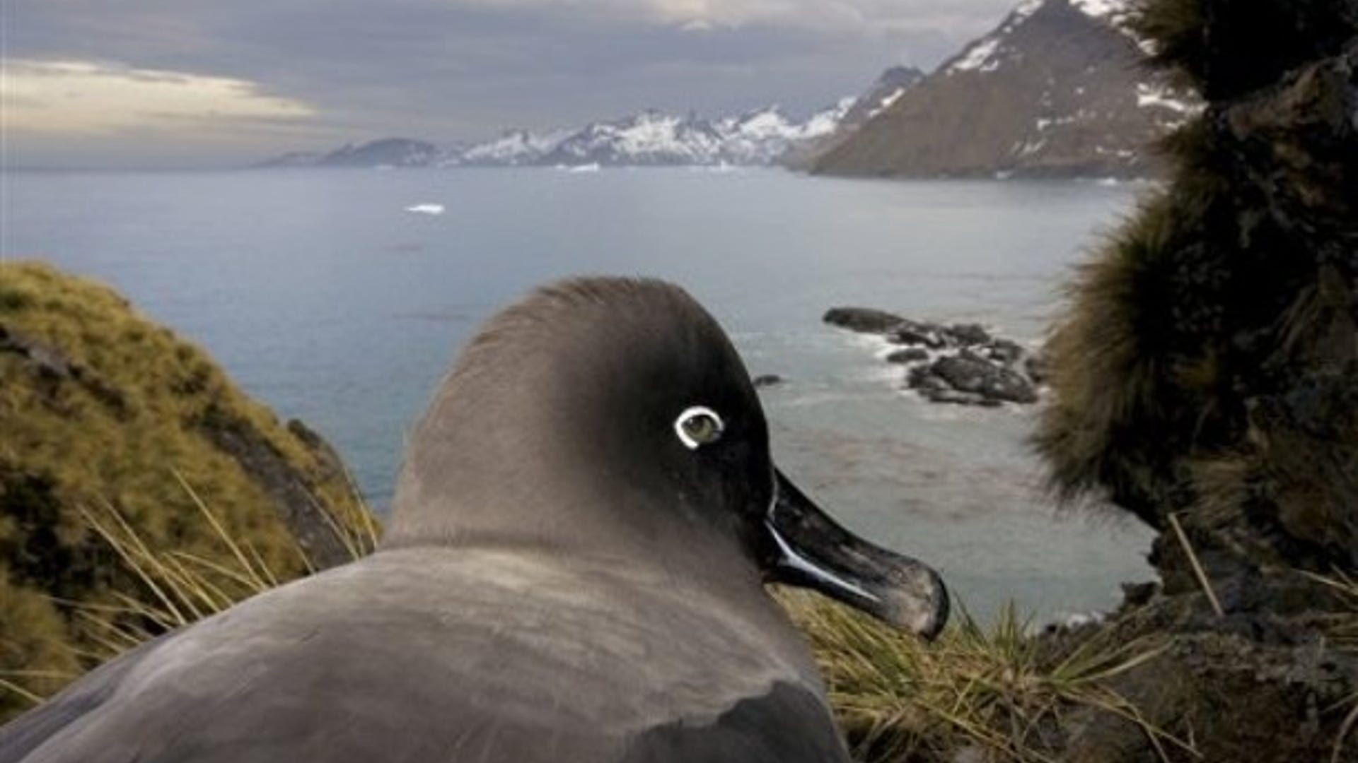 South Georgia, Antarctica