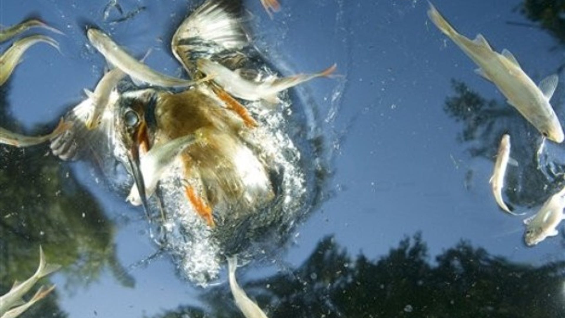 Hunting Kingfisher, Hungary