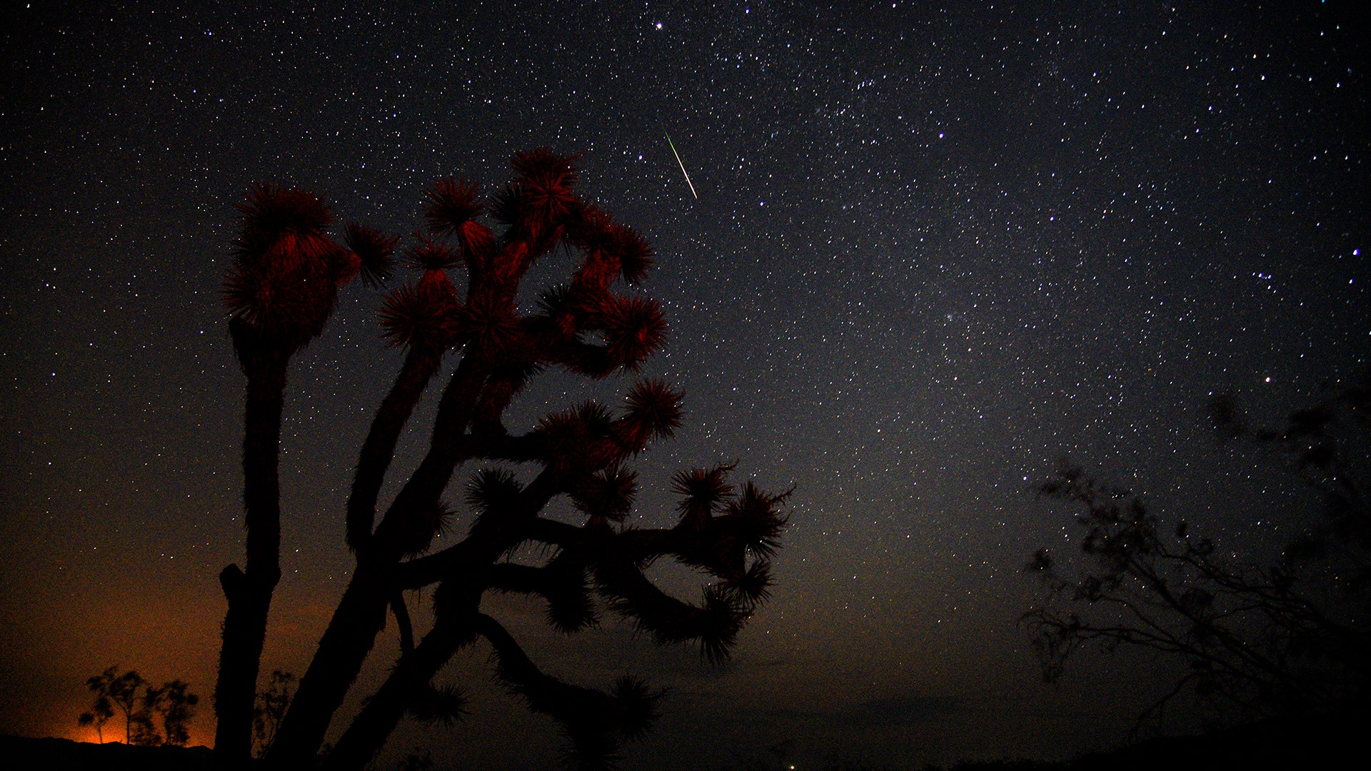 A meteorite streaks over a Yucca Tree near Death Valley during the annual Perseid Meteor Shower in Trona, California, August 13, 2018 