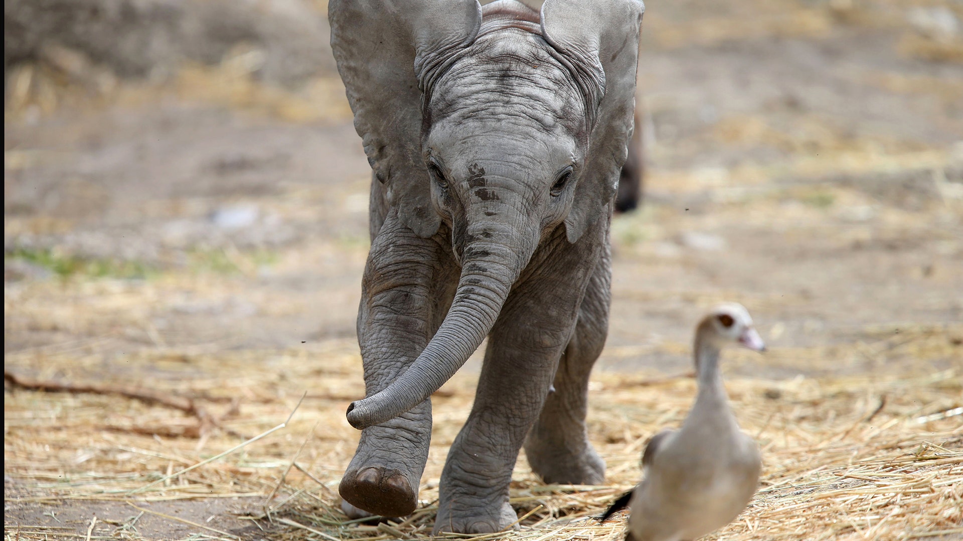 A two-month-old male baby elephant chases a bird at the African Safari Zoo in Puebla, Mexico, July 19, 2017
