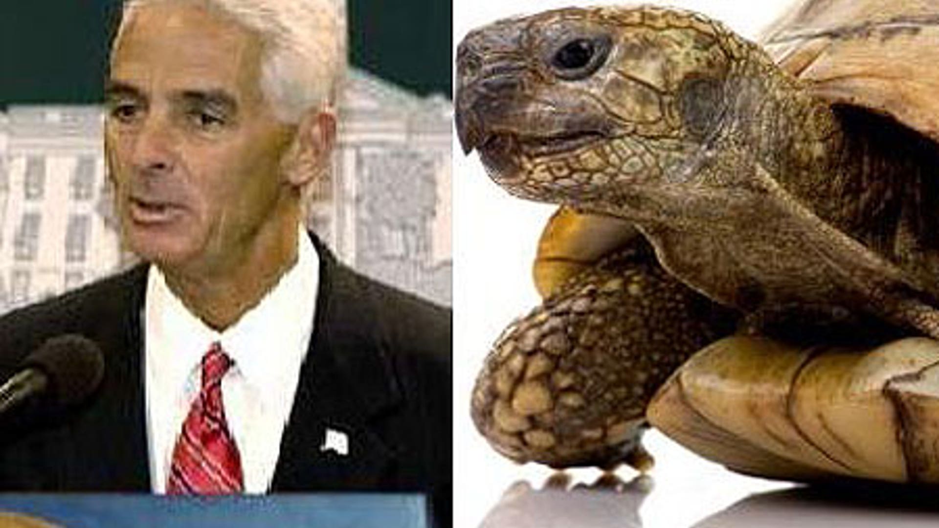 Separated at Hatch? 
