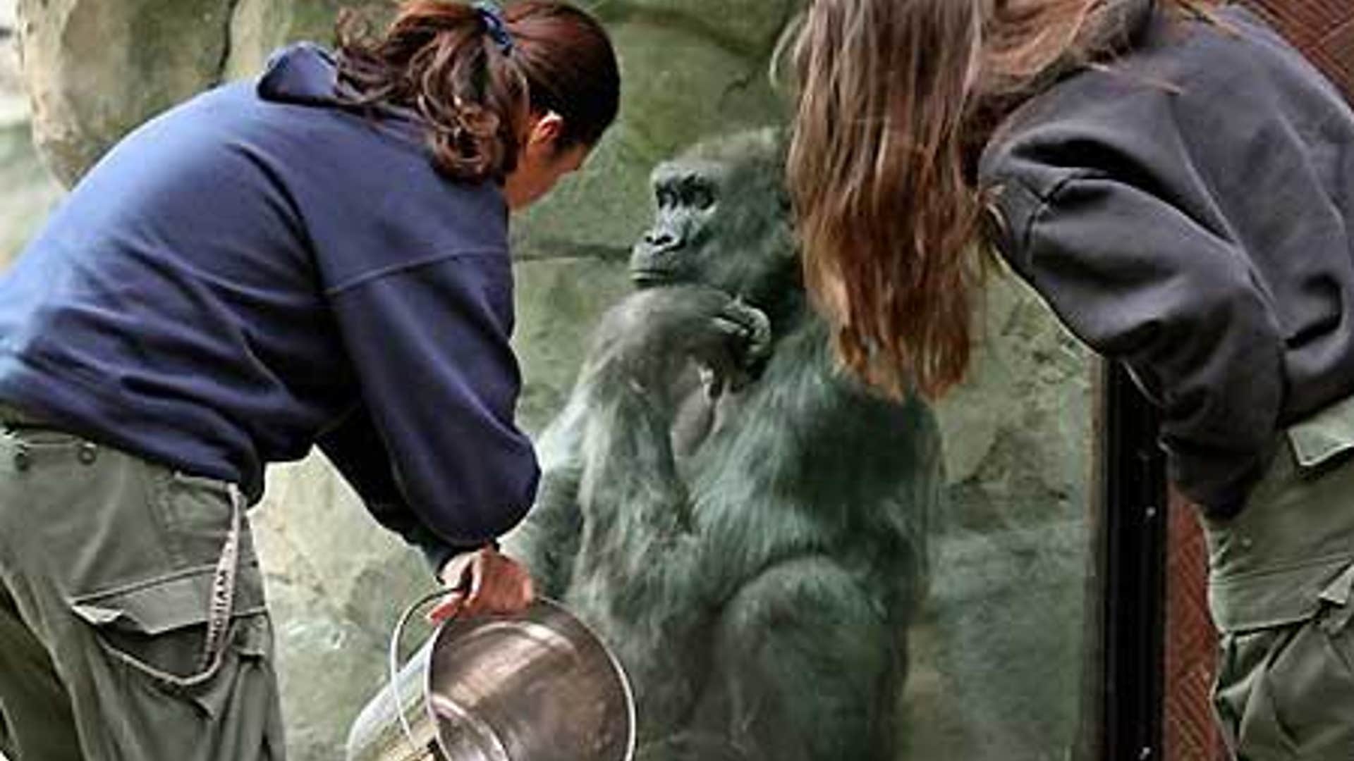 Zoo Animal 'Enrichment' Programs