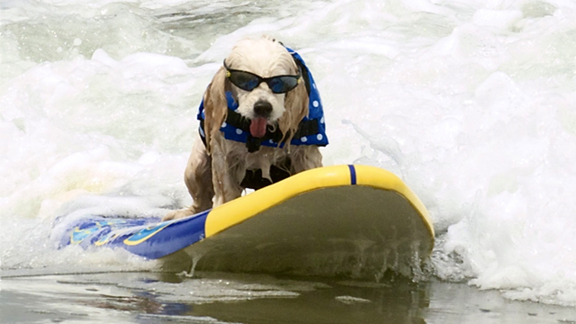 Loews Coronado Bay Resort Surf Dog Competition Fox News