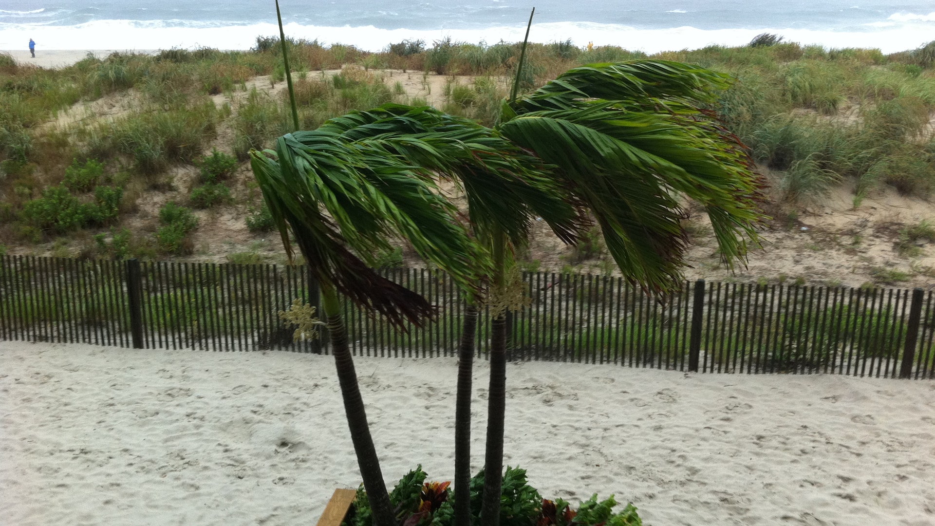 45mph_winds_blow_trees_in_Ocean_City__MD