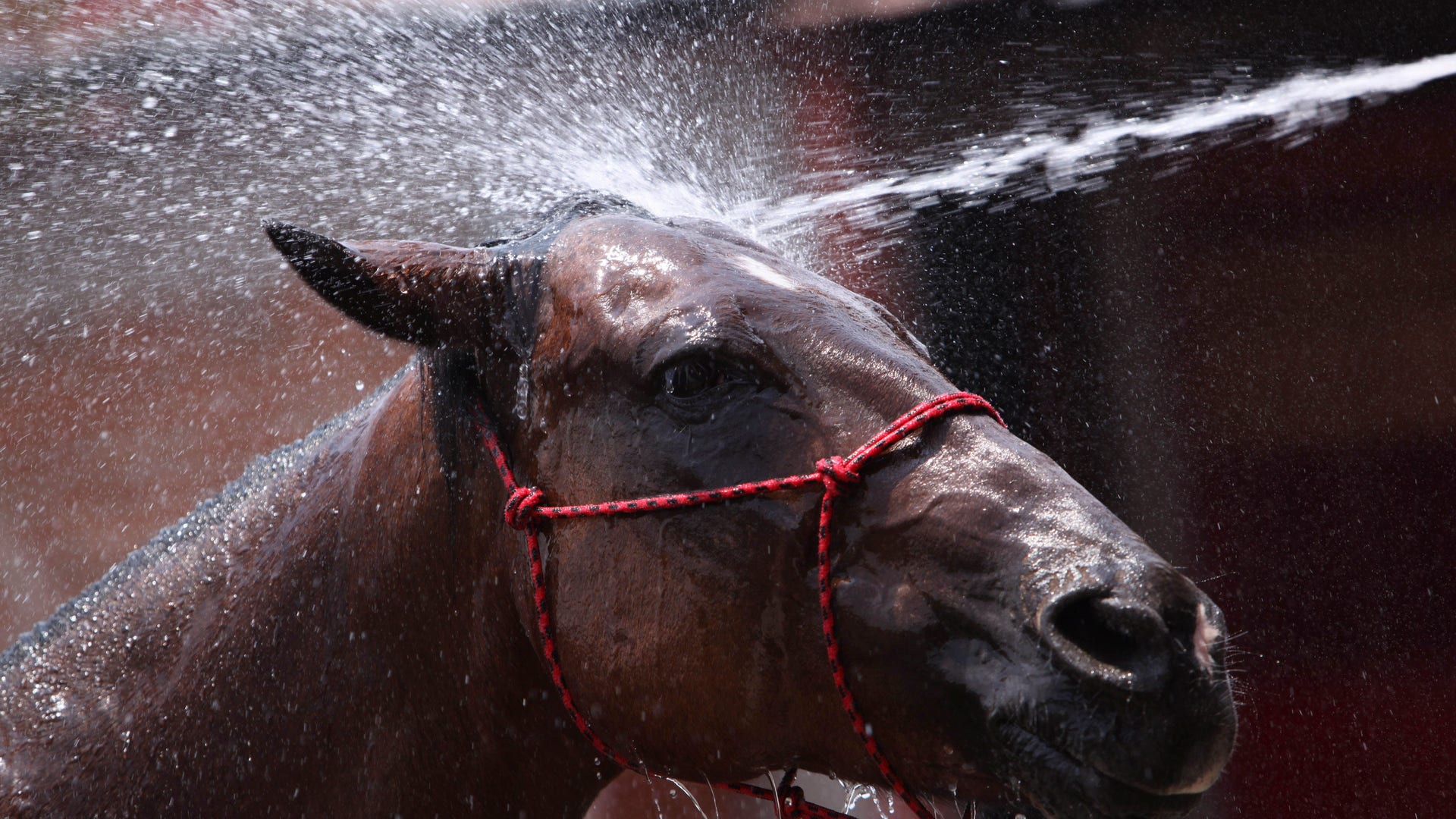 Mexico_Charro_Culture__7_