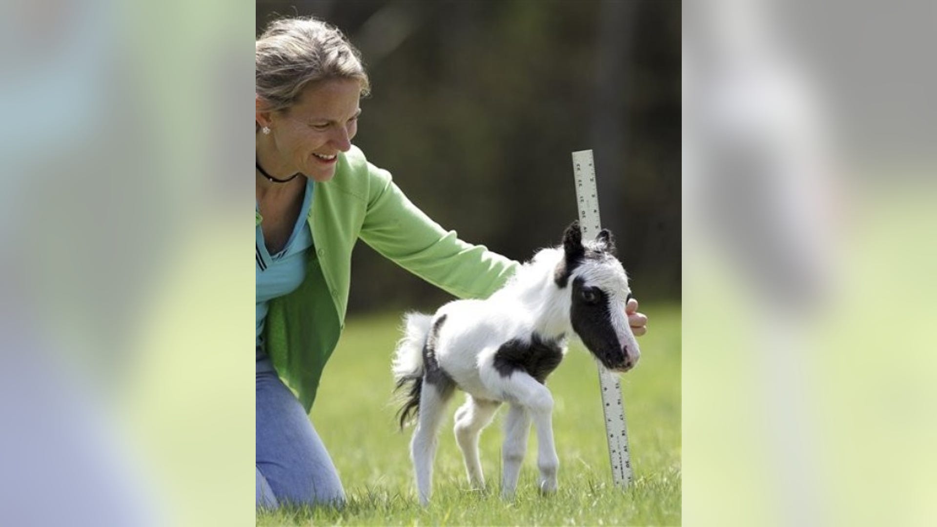 World's Tiniest Horse? 