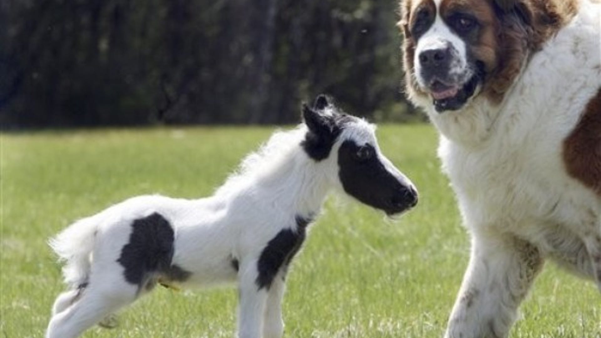 World's Tiniest Horse? 