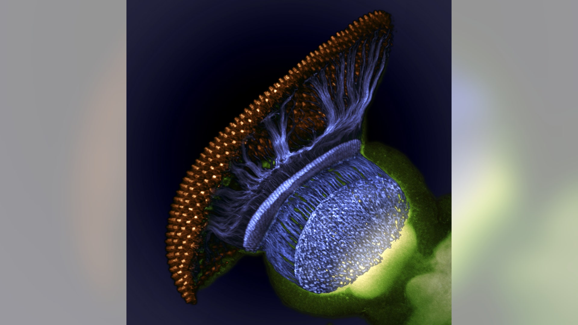 04_Place_21756_1_Williamson_copy